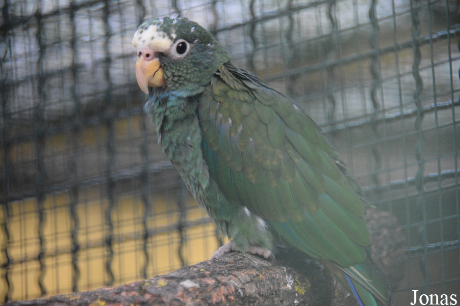 Pionus senilis