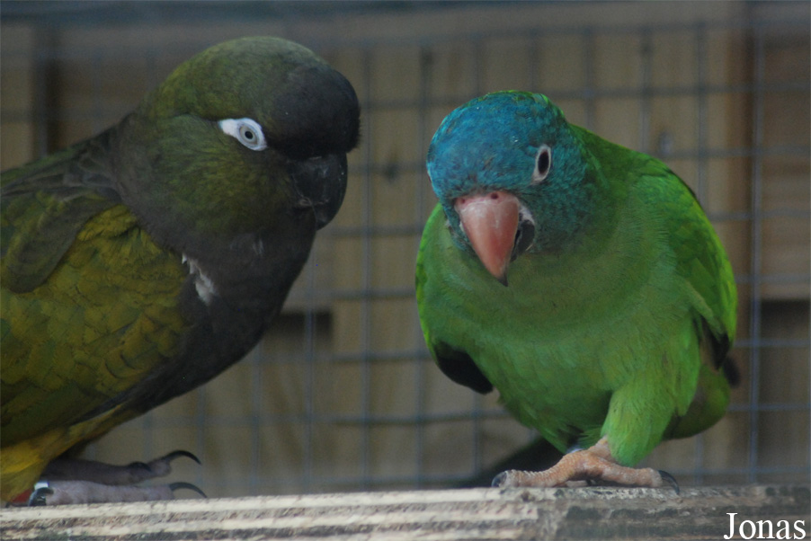 Psittacara acuticaudatus