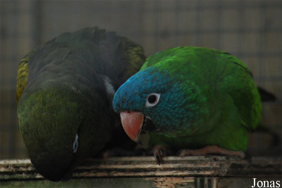 Psittacara acuticaudatus