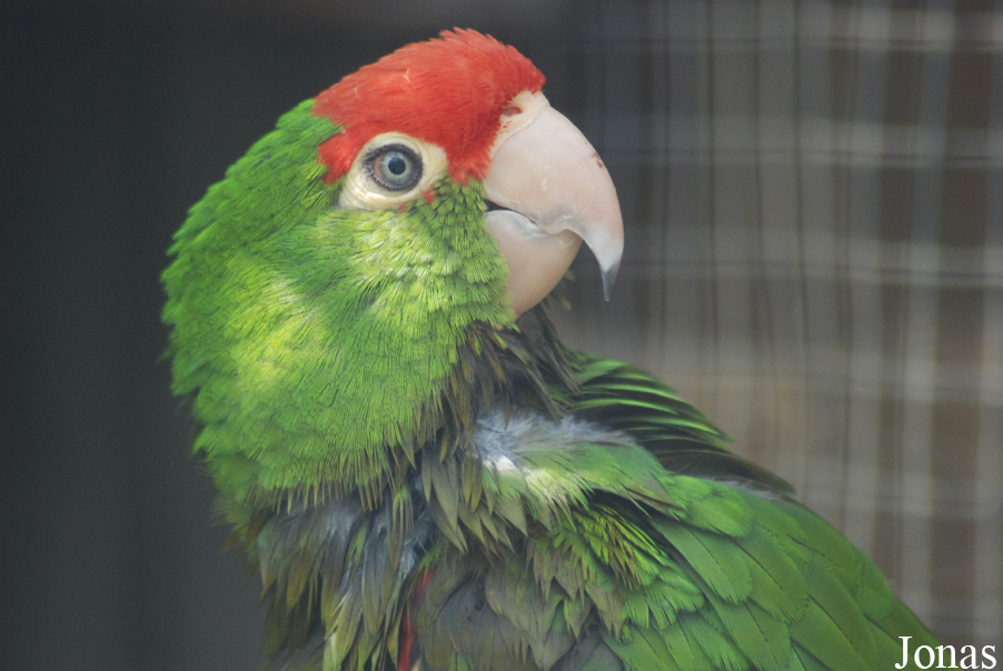 Psittacara erythrogenys