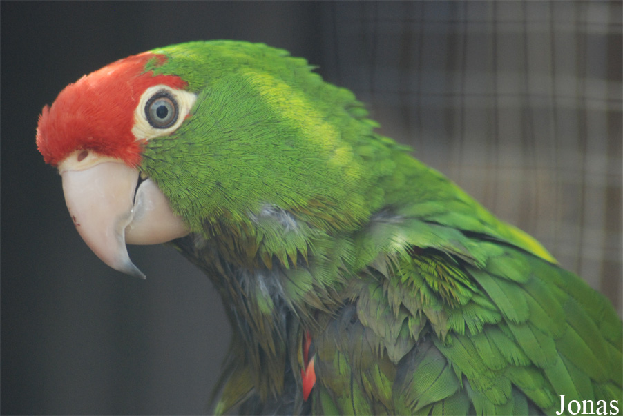 Psittacara erythrogenys