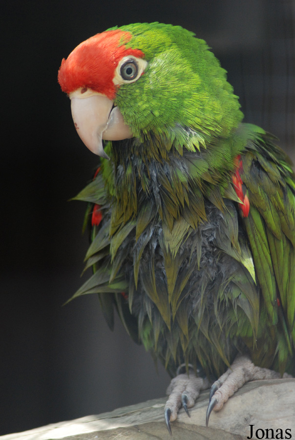 Psittacara erythrogenys
