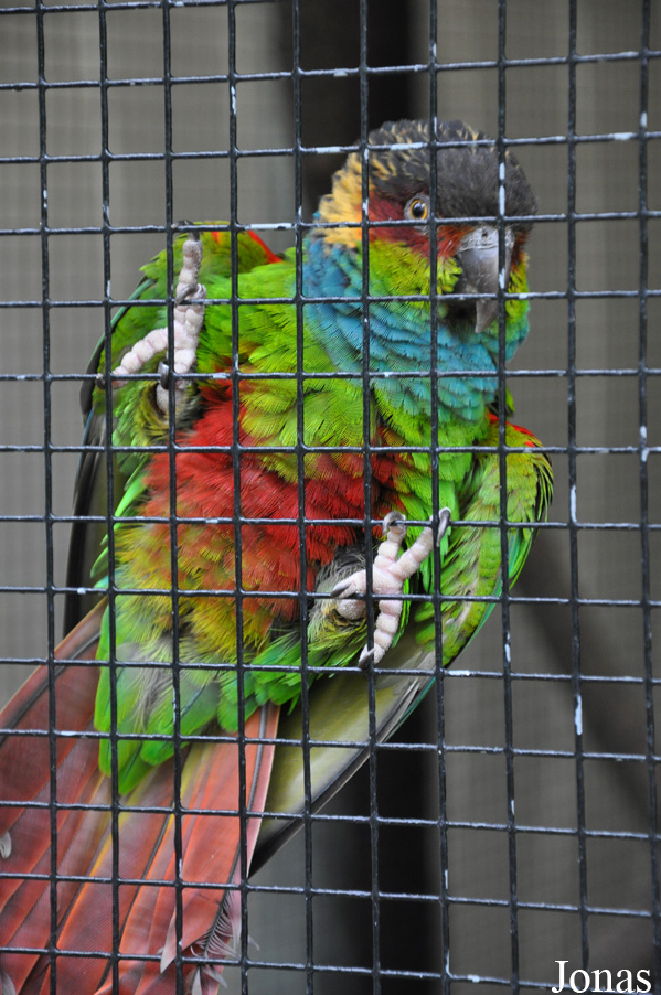 Pyrrhura cruentata