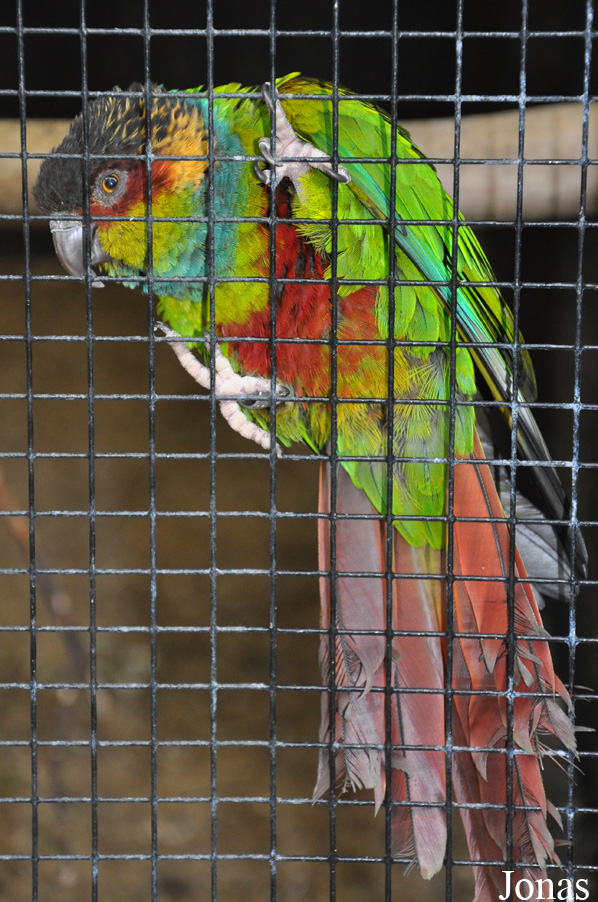 Pyrrhura cruentata