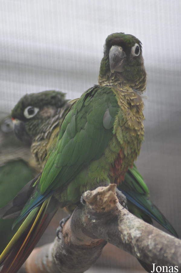 Pyrrhura frontalis