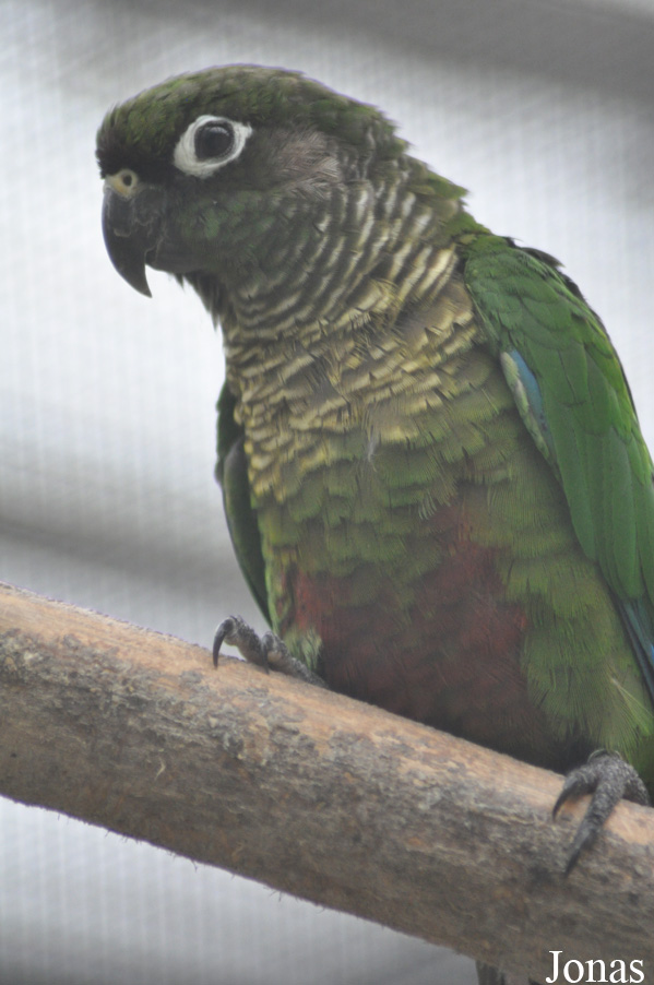 Pyrrhura frontalis