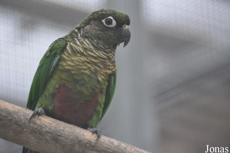 Pyrrhura frontalis