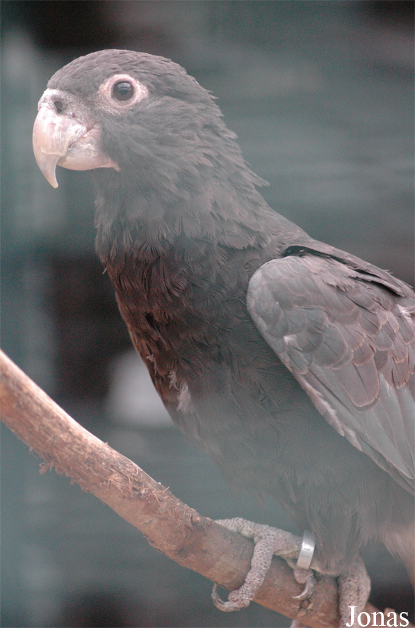 Coracopsis vasa