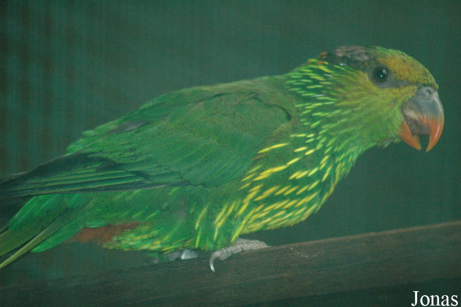 Charmosyna multistriata