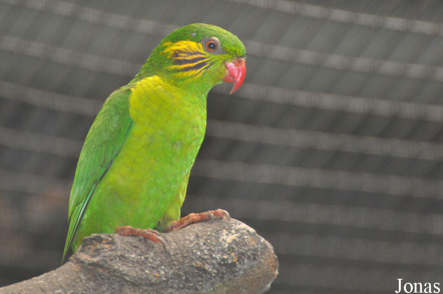 Charmosyna placentis