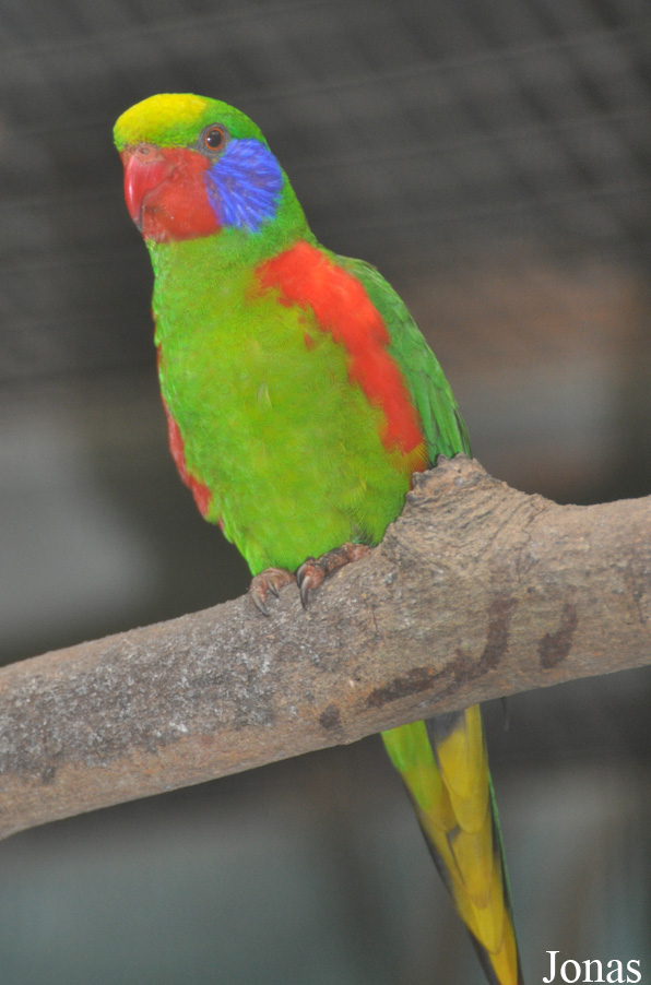 Charmosyna placentis
