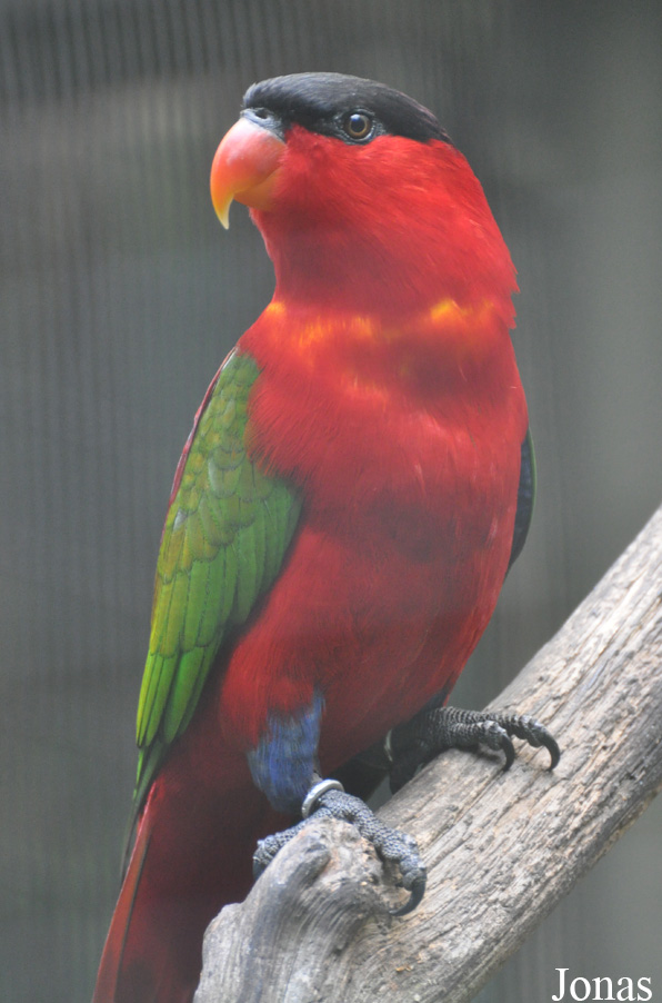 Lorius domicella