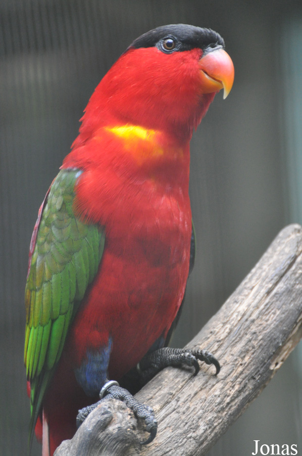 Lorius domicella