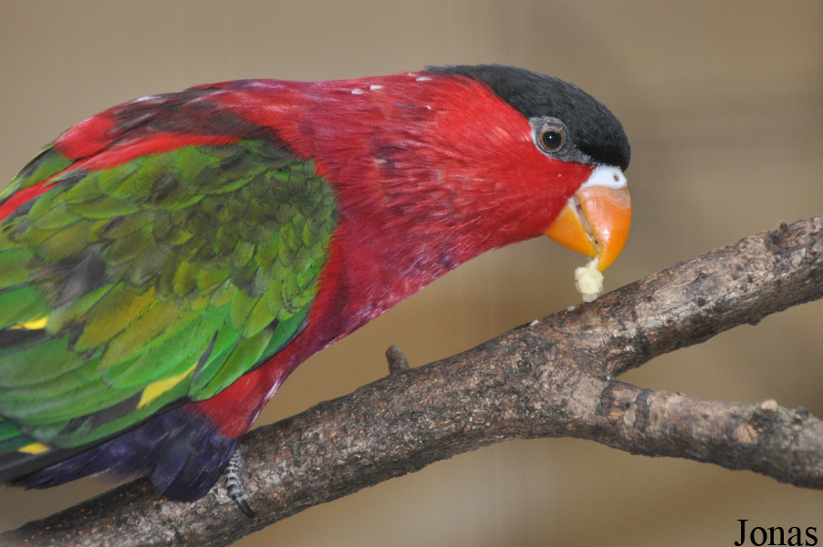 Lorius hypoinochrous