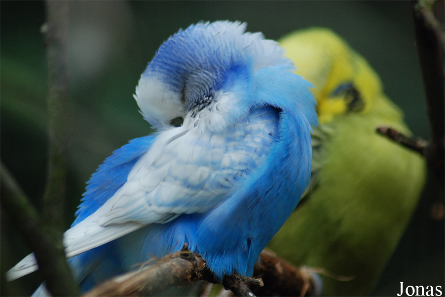 Melopsittacus undulatus