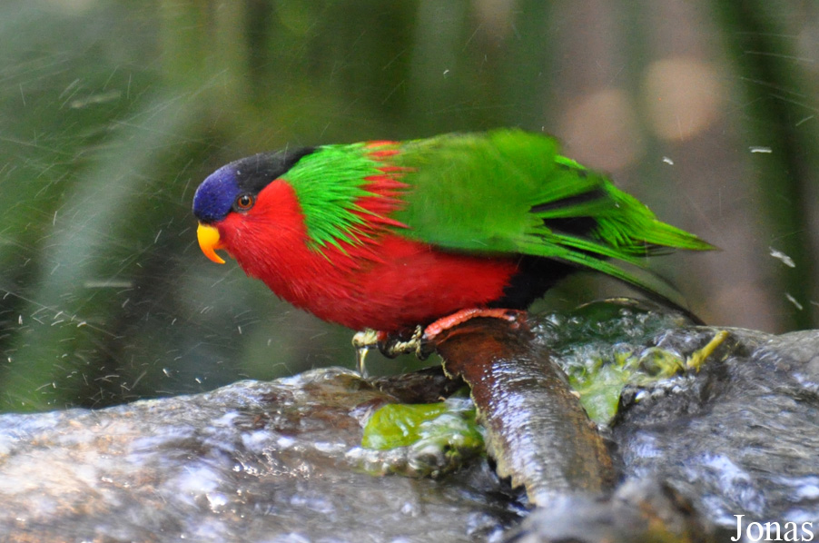 Phigys solitarius