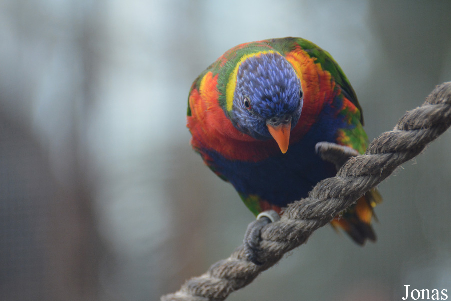 Trichoglossus moluccanus