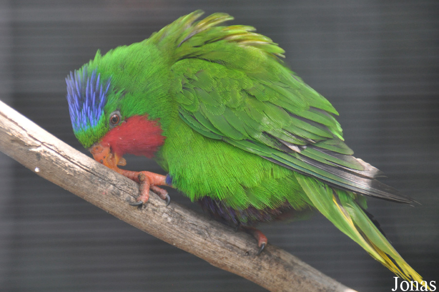Vini australis