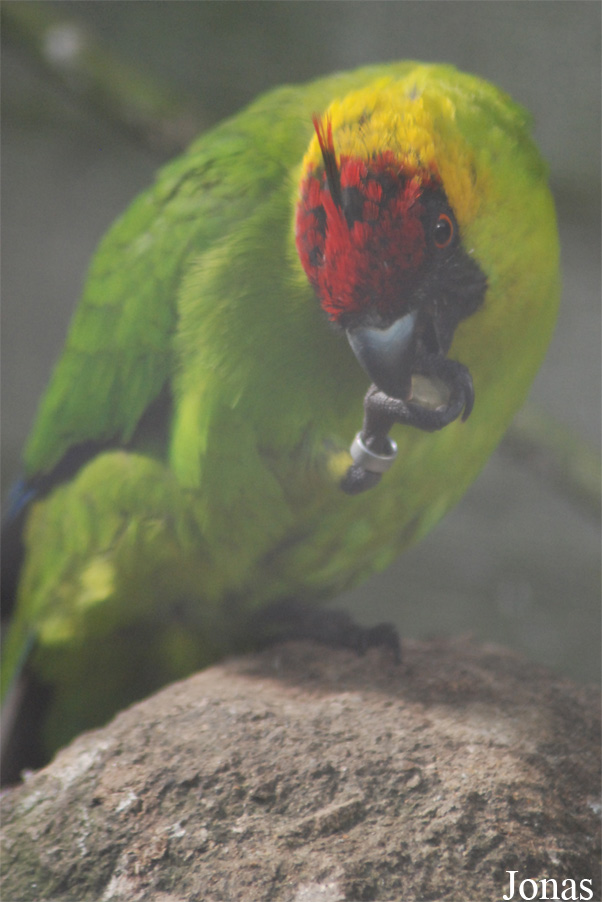 Eunymphicus cornutus