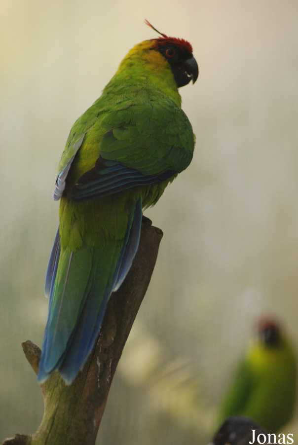 Eunymphicus cornutus
