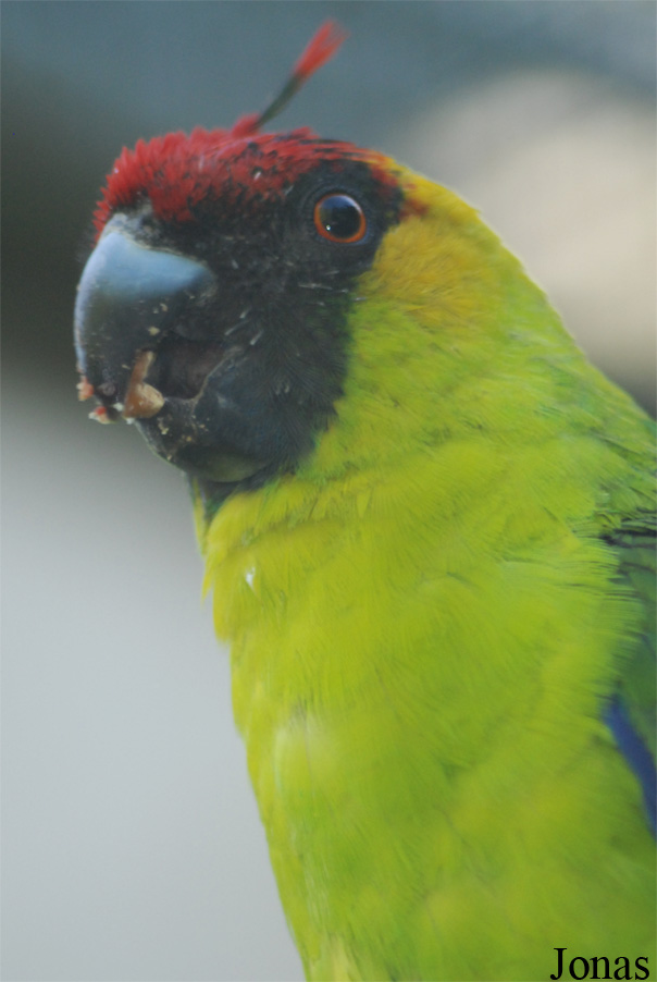 Eunymphicus cornutus