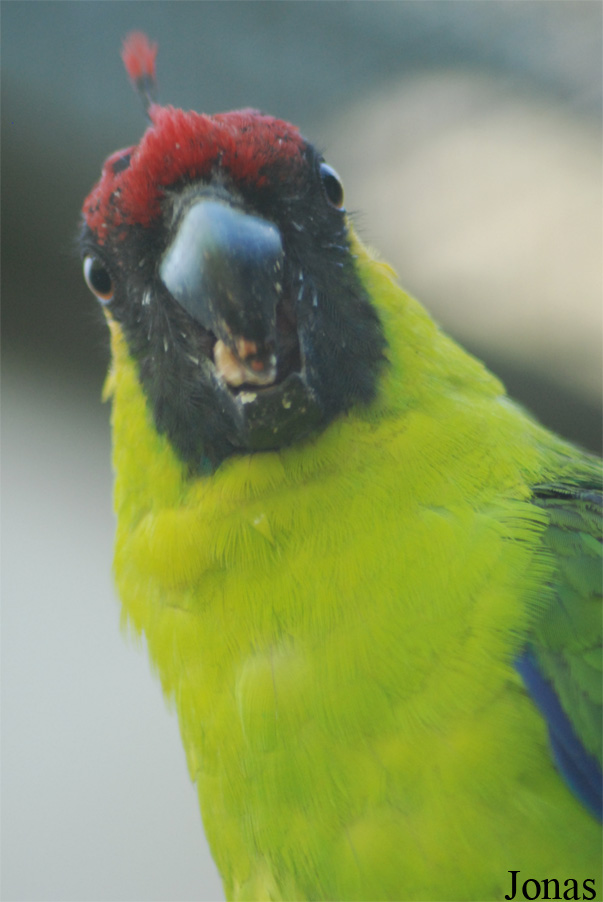 Eunymphicus cornutus