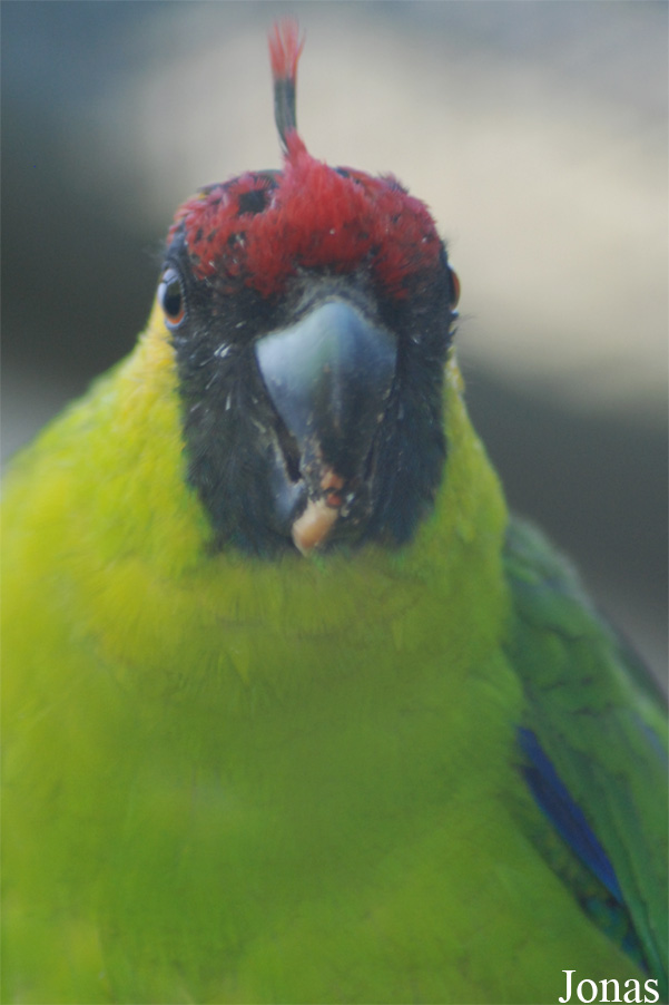 Eunymphicus cornutus