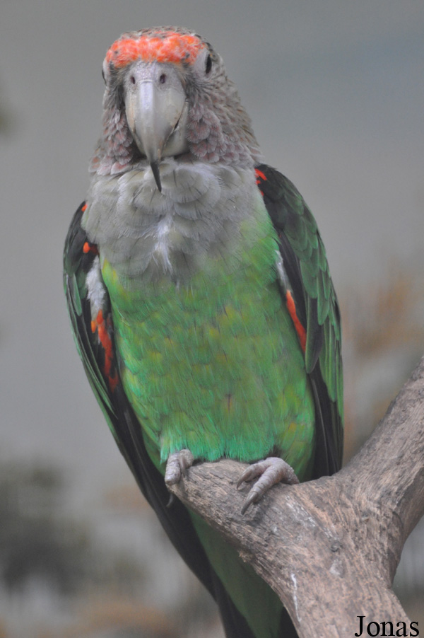 Poicephalus fuscicollis