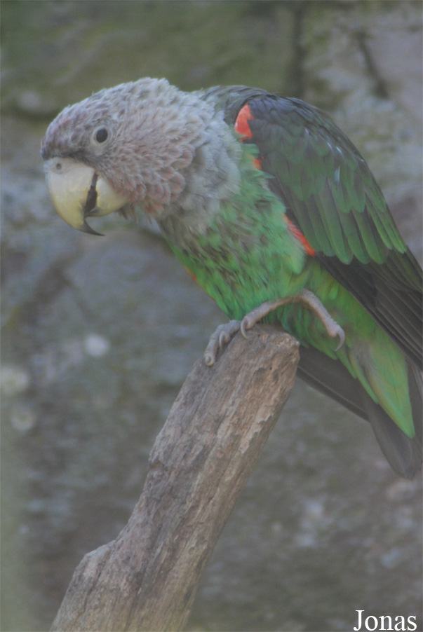Poicephalus fuscicollis fuscicollis
