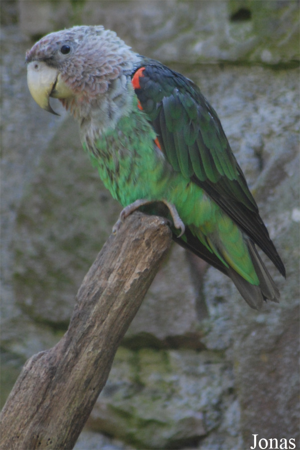 Poicephalus fuscicollis fuscicollis