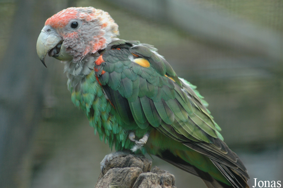 Poicephalus fuscicollis fuscicollis
