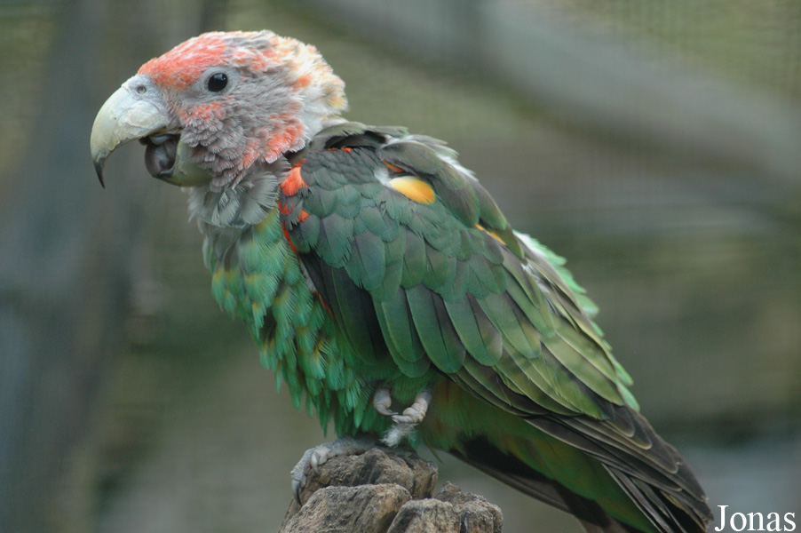 Poicephalus fuscicollis fuscicollis