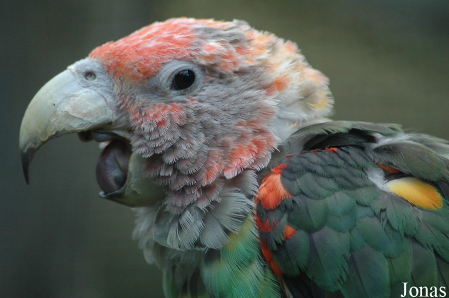 Poicephalus fuscicollis fuscicollis