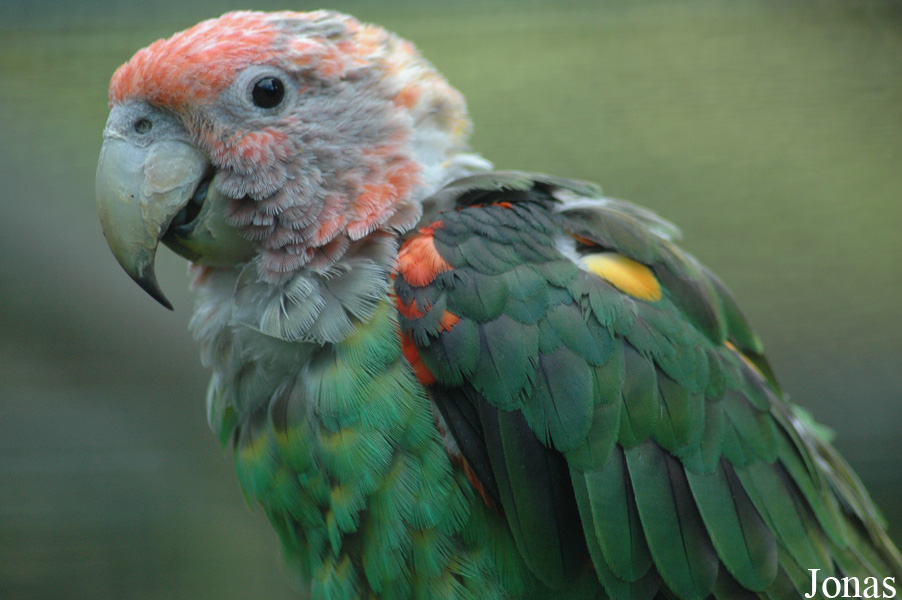 Poicephalus fuscicollis fuscicollis