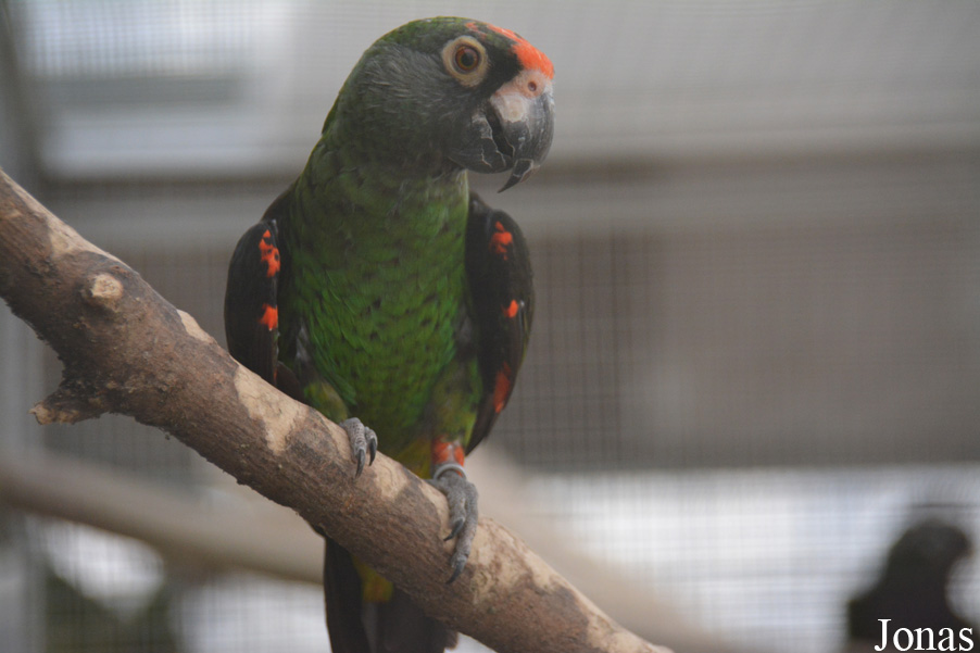 Poicephalus gulielmi