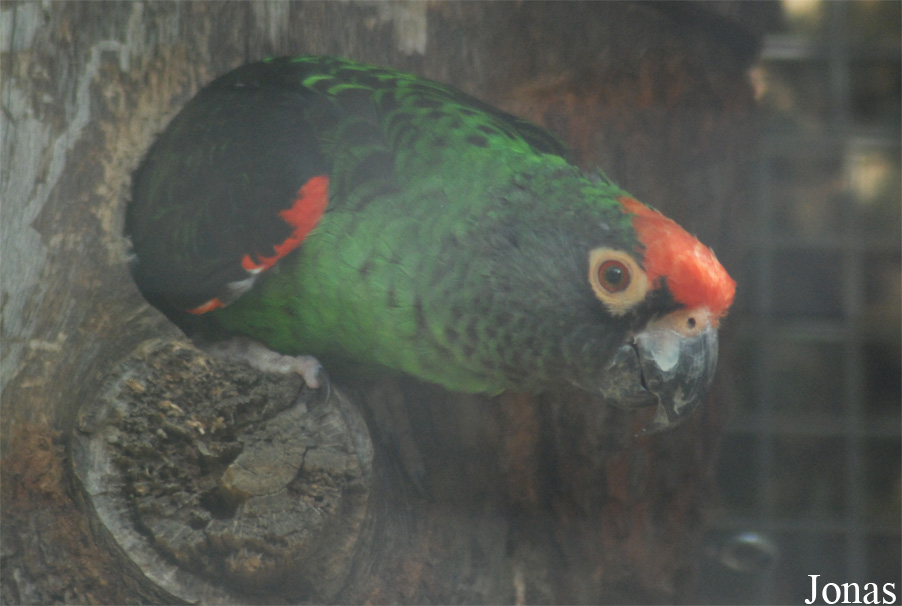 Poicephalus gulielmi
