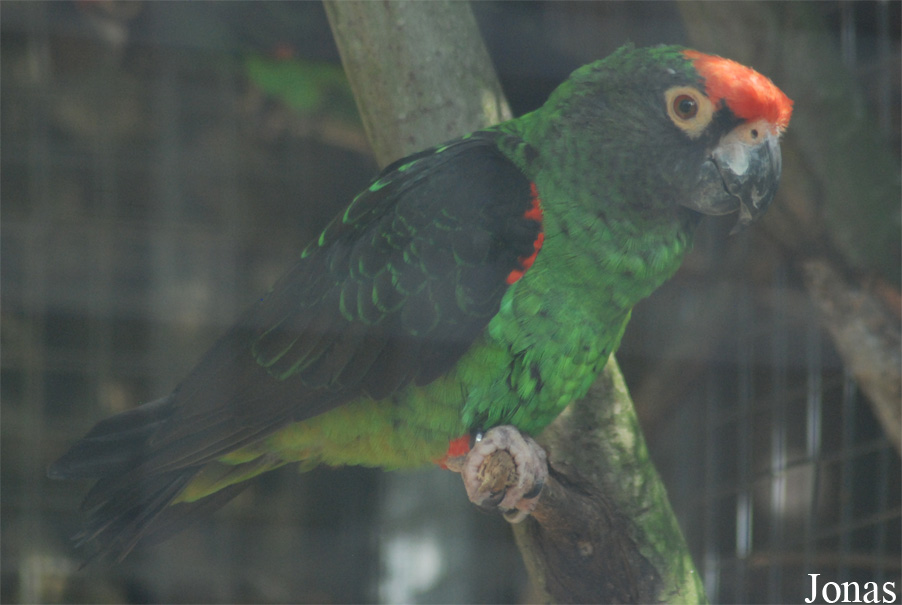 Poicephalus gulielmi