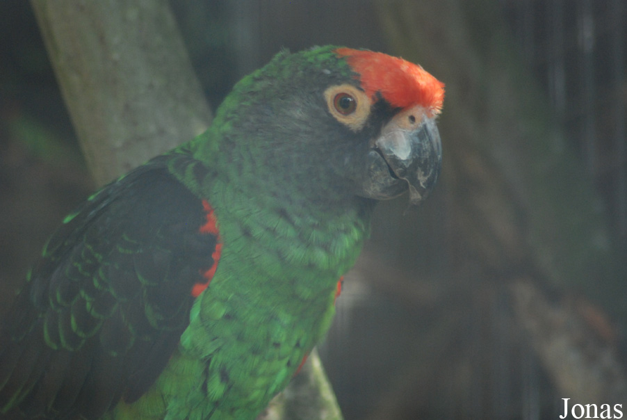 Poicephalus gulielmi