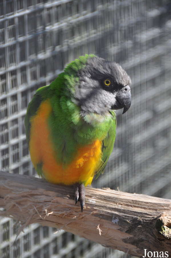 Poicephalus senegalus