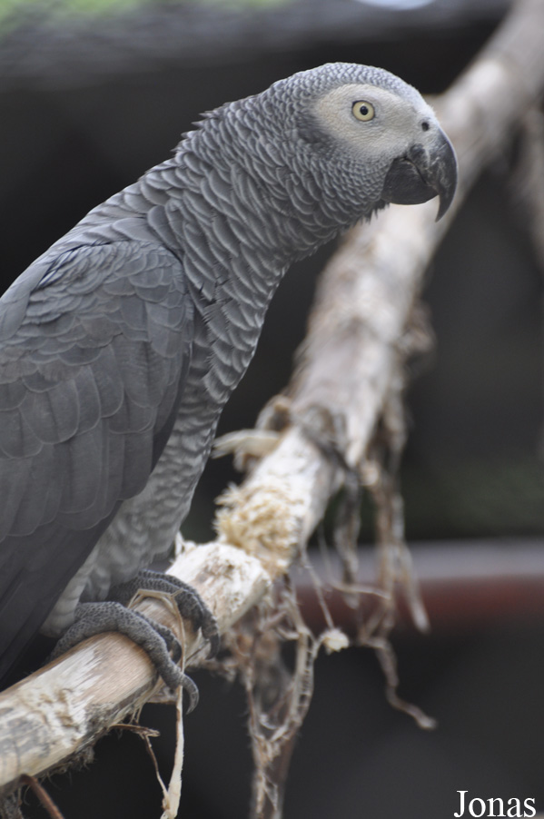 Psittacus erithacus
