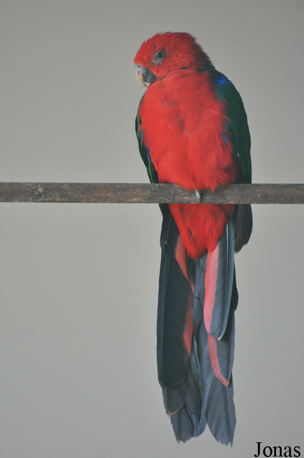 Alisterus amboinensis buruensis