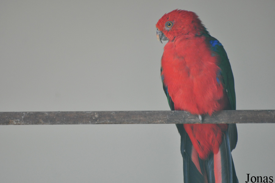 Alisterus amboinensis buruensis