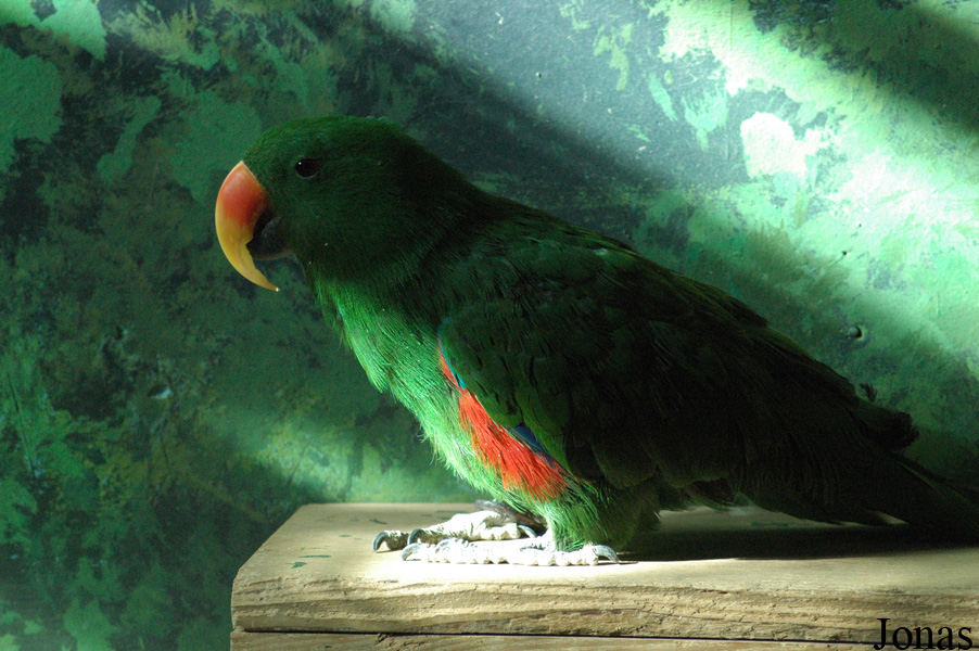 Eclectus roratus