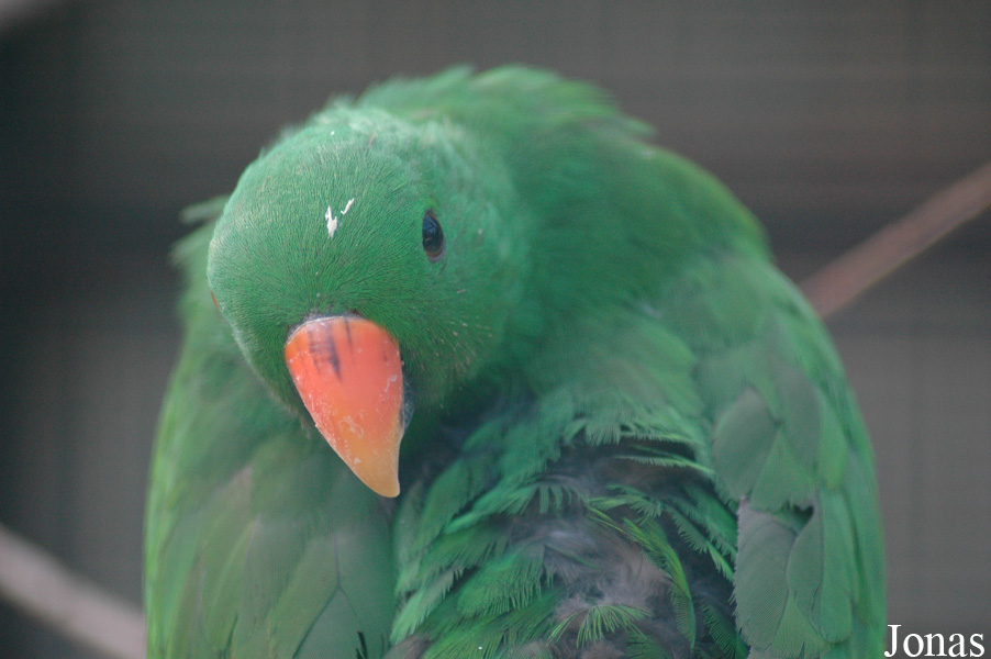 Eclectus roratus polychloros