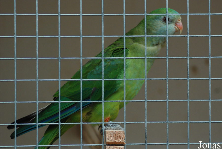 Polytelis swainsonii