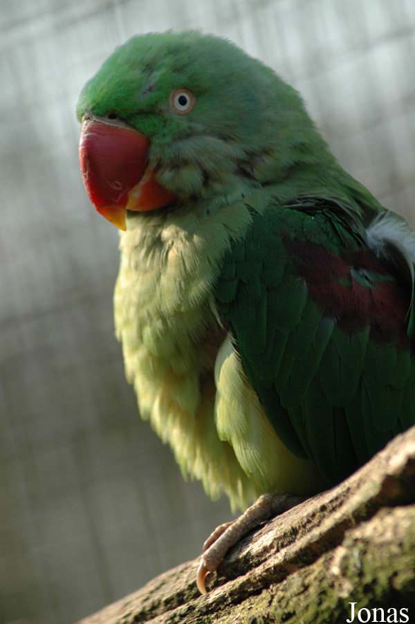Psittacula eupatria