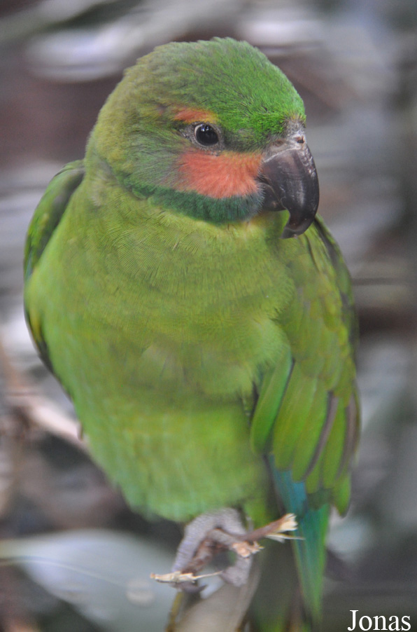 Psittacula longicauda longicauda