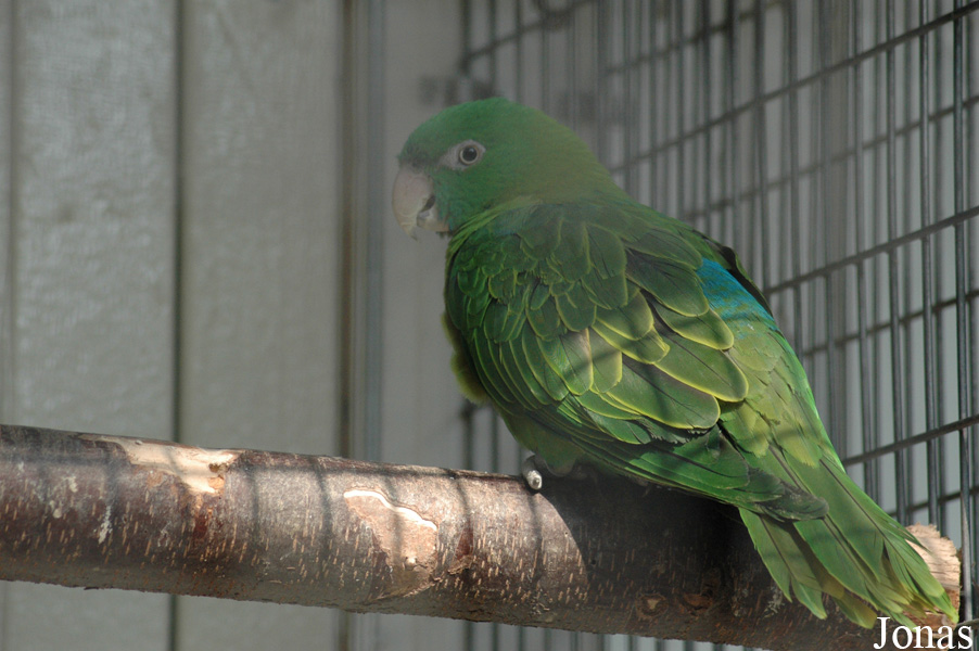 Tanygnathus sumatranus