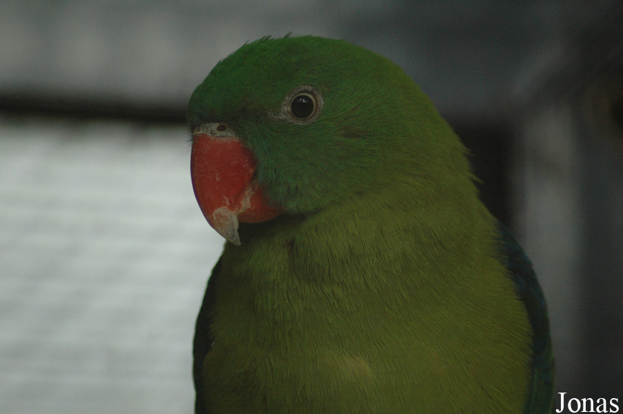 Tanygnathus sumatranus