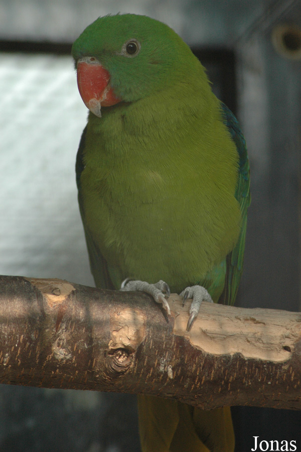 Tanygnathus sumatranus